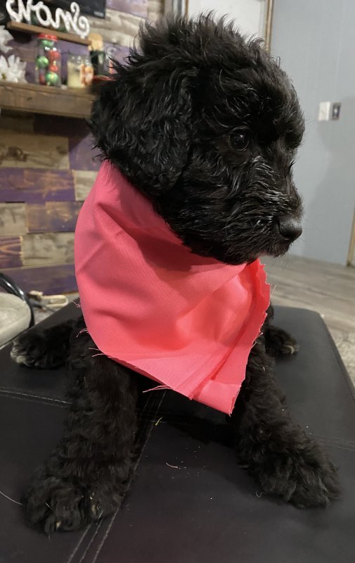 Dog two.jpg