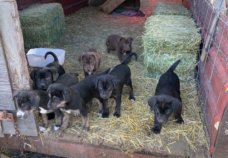 Catahoula Mix Puppies for Sale in Terrebonne, Oregon