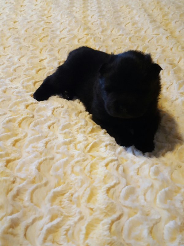 Resized_20200125_130935.jpeg