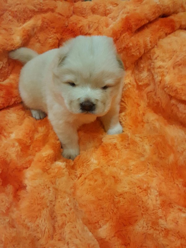 Chow Chow Puppies for Sale in Pleasanton, Kansas