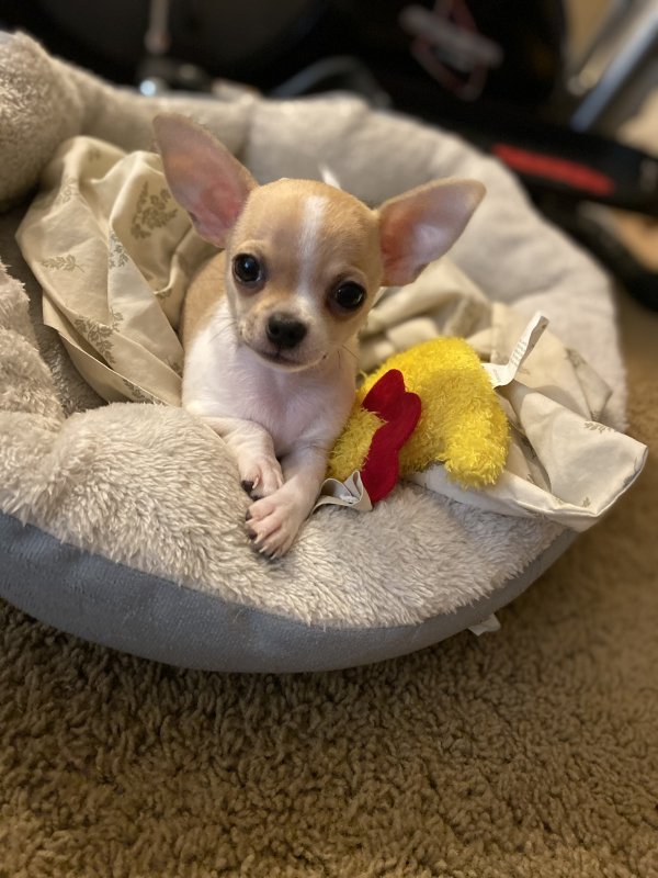 Chihuahua Pup for Sale in Nashville, Tennessee
