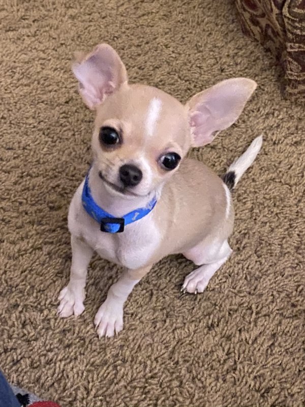 Chihuahua Pup for Sale in Nashville, Tennessee