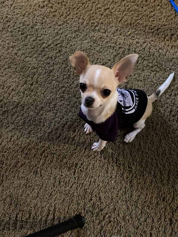 Chihuahua Pup for Sale in Nashville, Tennessee