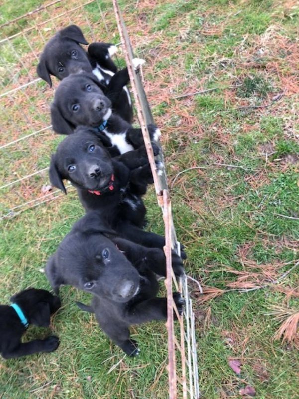 Puppies.jpg