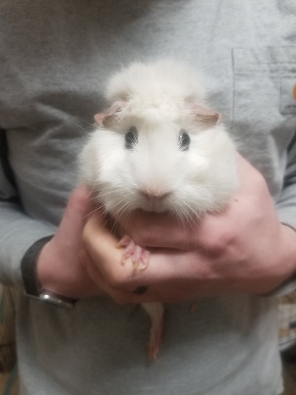 2 Female Guinea Pigs for Free in Battle Creek, Michigan
