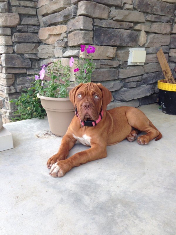 AKC Dogue De Bordeaux Puppies for Sale Near Flint, Michigan