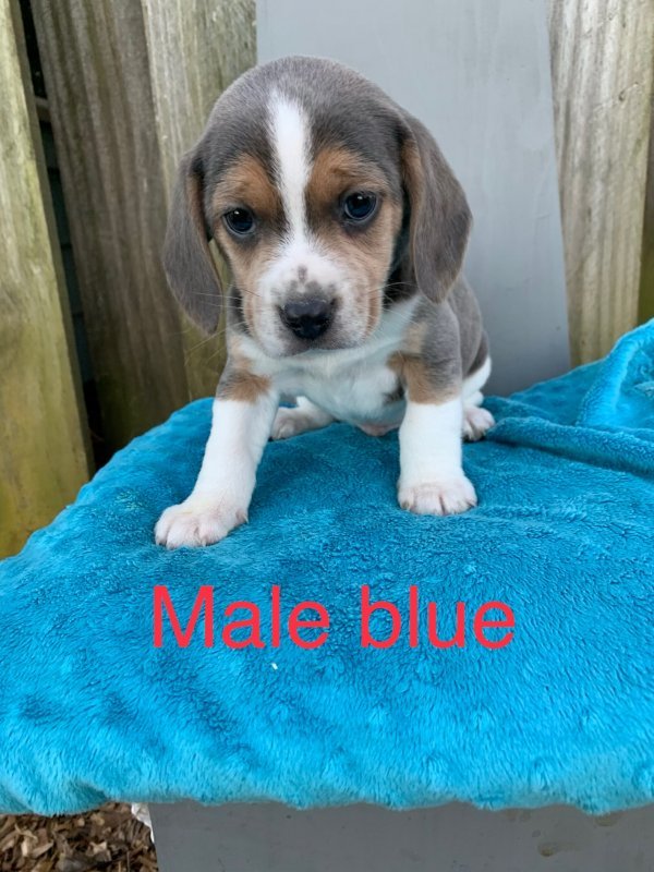 2 Month Old Beagle Puppy for Sale in Columbus,