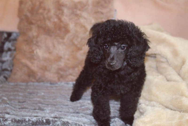 beautiful-mini-toy-poodle-puppies-5e08aeb1ee446.jpg