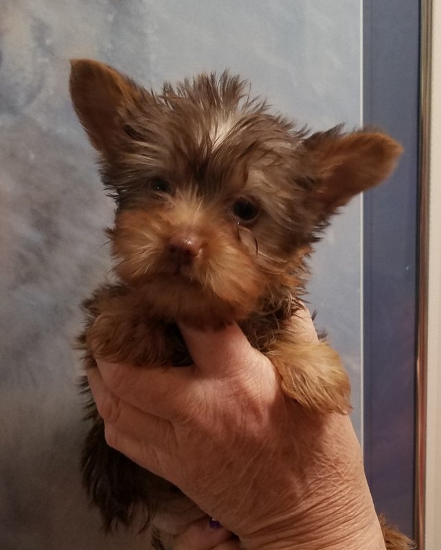 Chocolate Yorkshire Terrier for Sale in Leesburg, Virginia