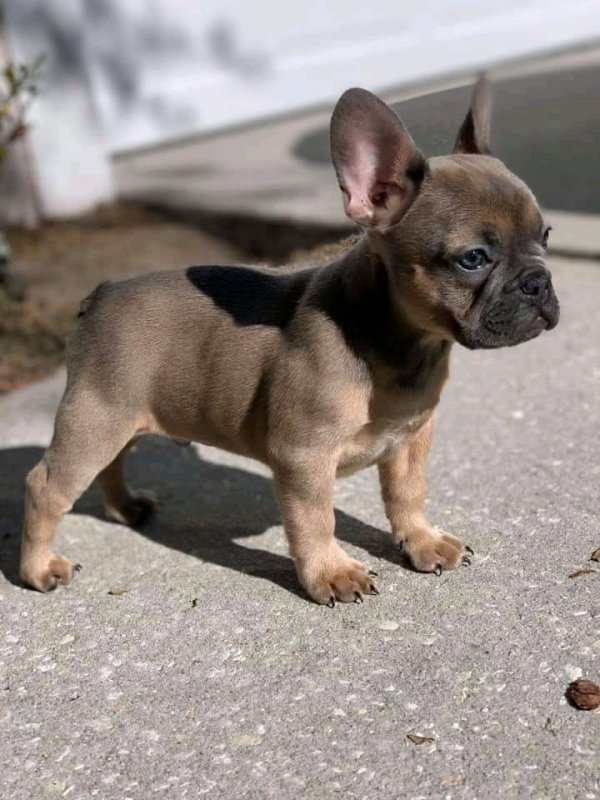 French Bulldog for Sale in Houston, Texas