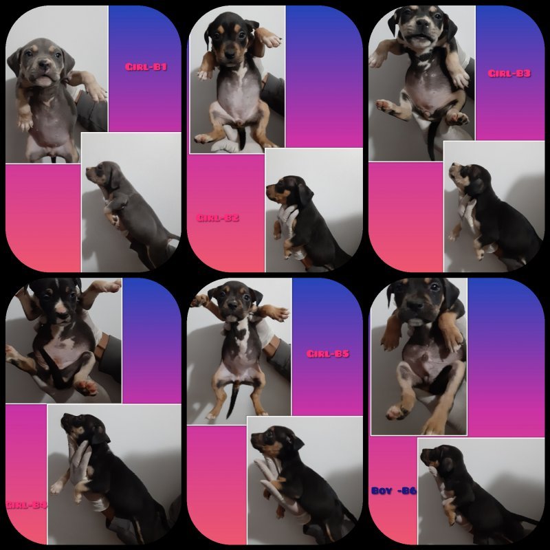PhotoCollage_20200119_165856431.jpg