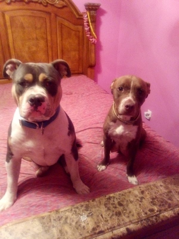 American Bully Puppies for Sale in Lafollette, Tennessee