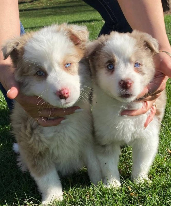 Lovely Border Collie Puppies for Sale in Asheville, North