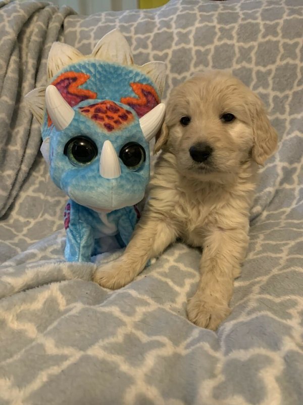 Beautiful goldendoodle puppies.jpg