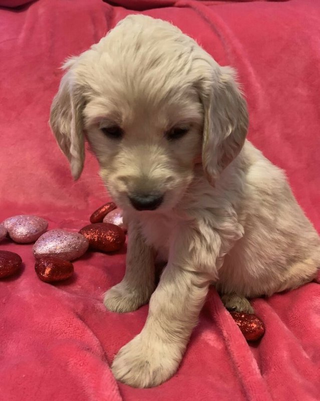 Beautiful goldendoodle puppies1.jpg