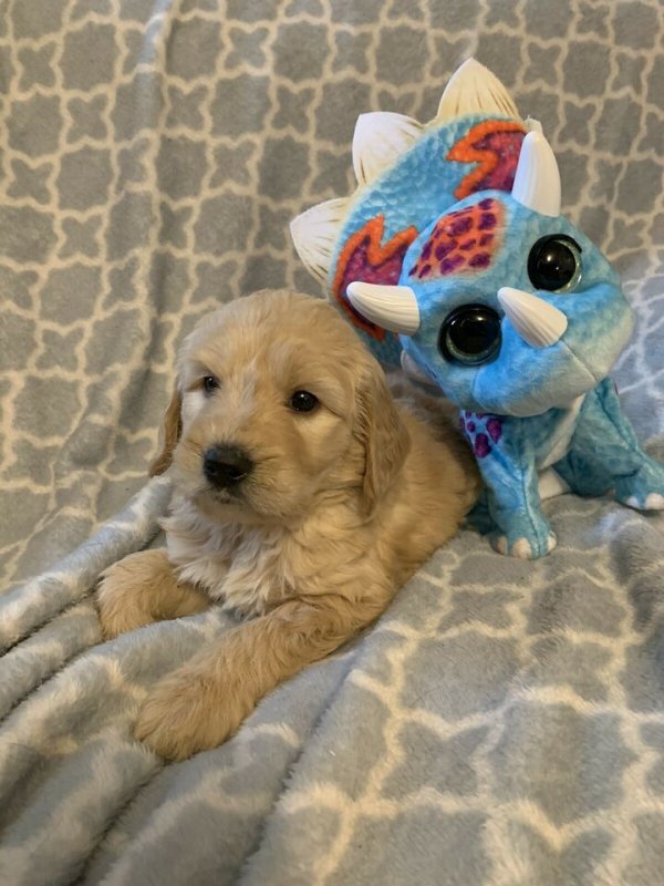 Beautiful goldendoodle puppies2.jpg