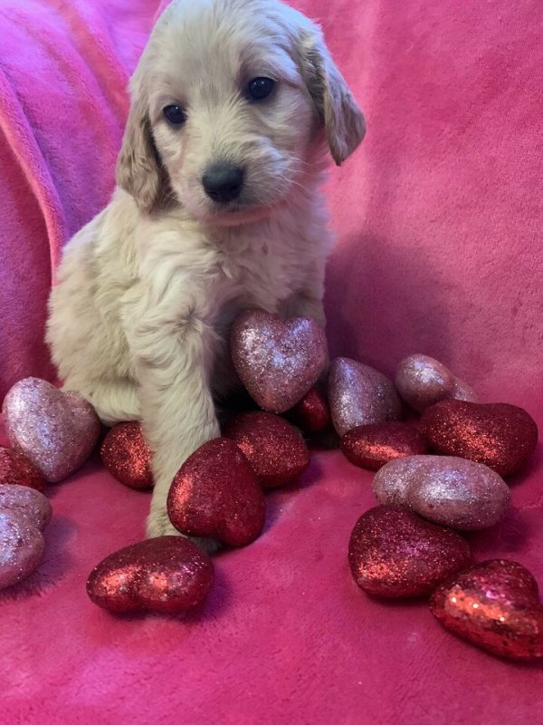 Beautiful goldendoodle puppies3.jpg