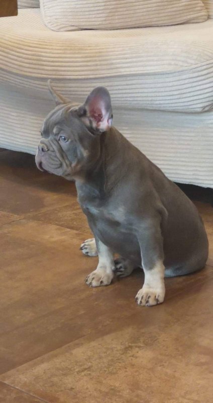 french pup.jpg