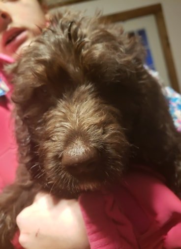 choc male blue.jpg