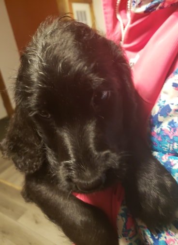 no collar female blklab.jpg
