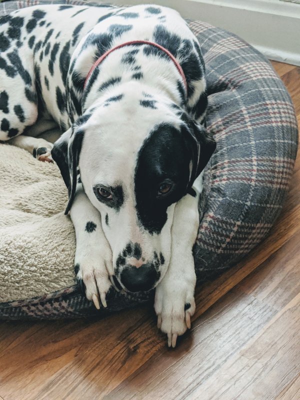 Dalmatian for Adoption in Portland, Oregon