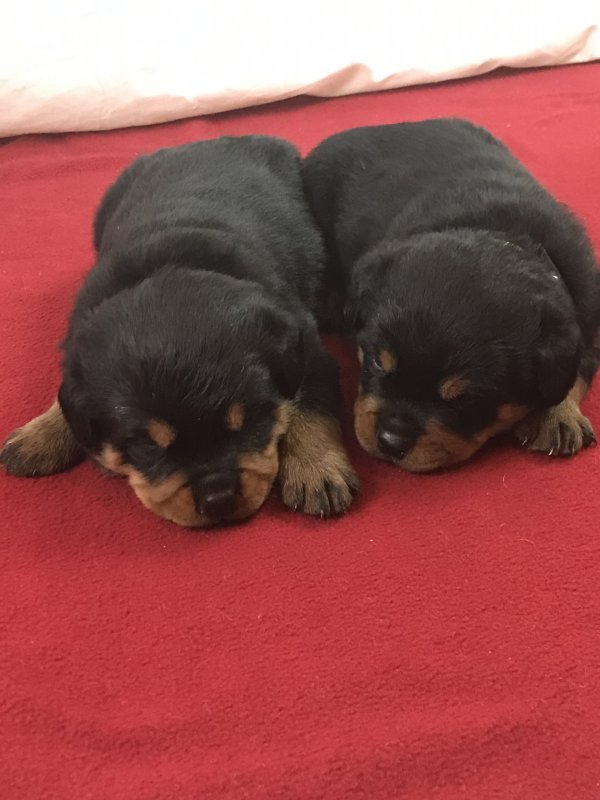 Rottweiler Puppies for Sale in Williamston, North Carolina