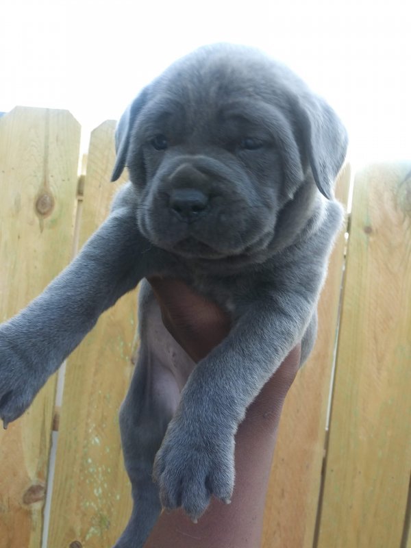 ICCF Excellent Bloodline Cane Corso Puppies for Sale in