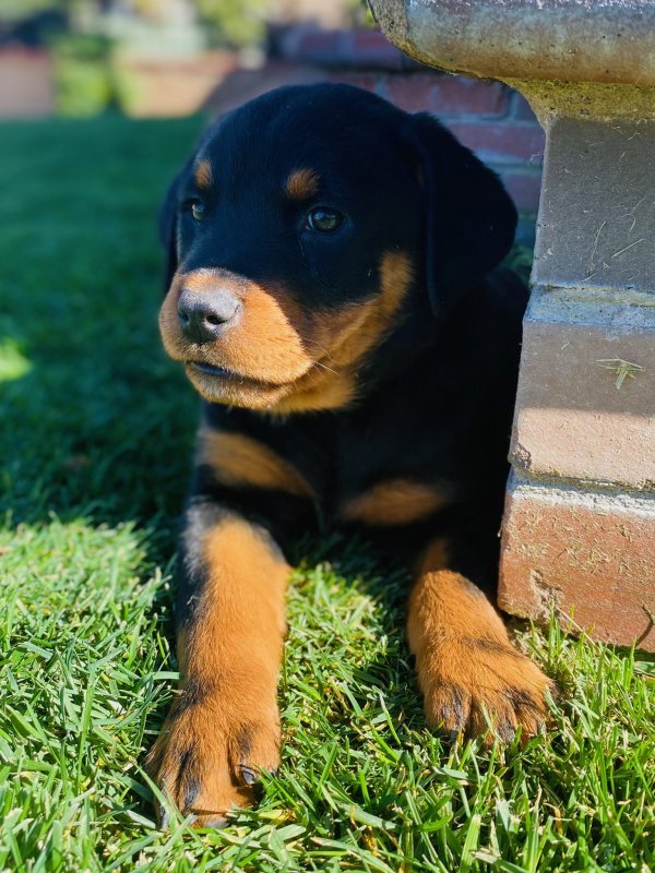 Pup2.jpg