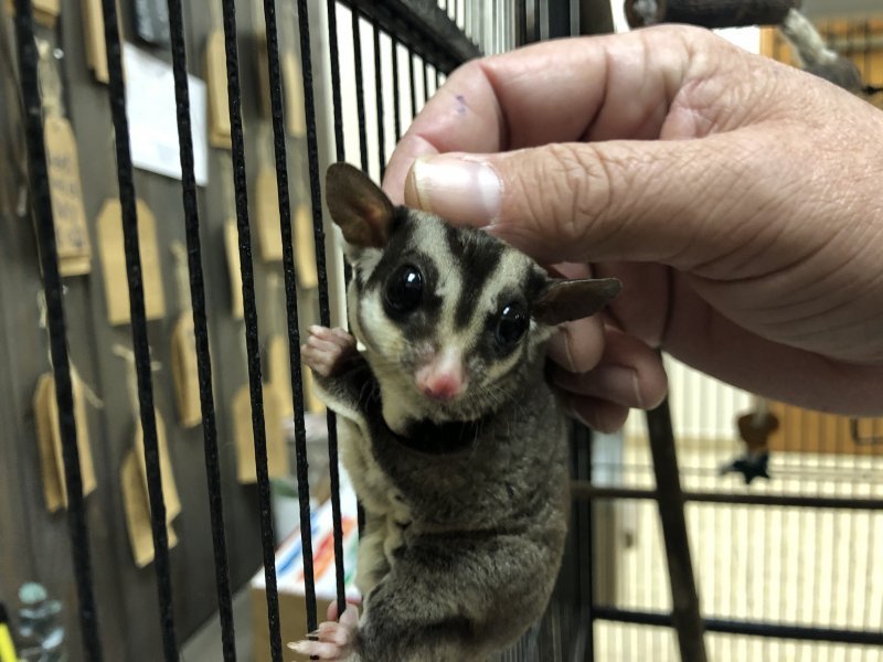 Sugar Gliders & Accessories for Sale in Houston, Texas