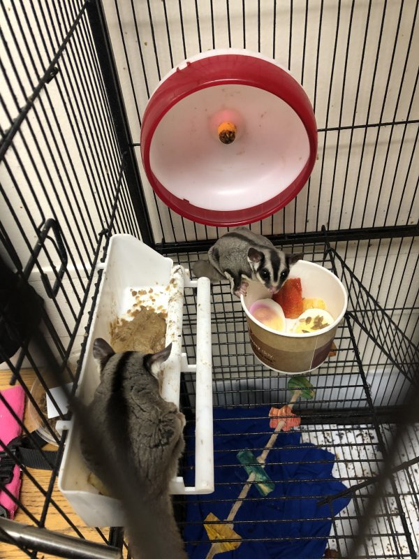 Sugar Gliders & Accessories for Sale in Houston, Texas