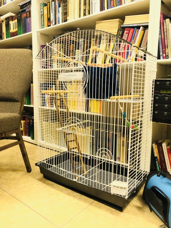 Sugar Gliders & Accessories for Sale in Houston, Texas