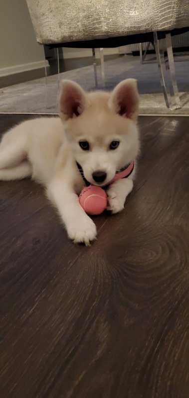 Puppy1.jpg Puppy1.jpg