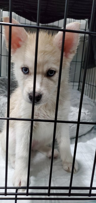 puppy2.jpg