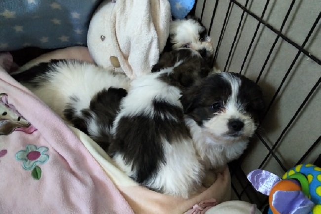 ShihPoos Pups 2.09.2020.0.jpg