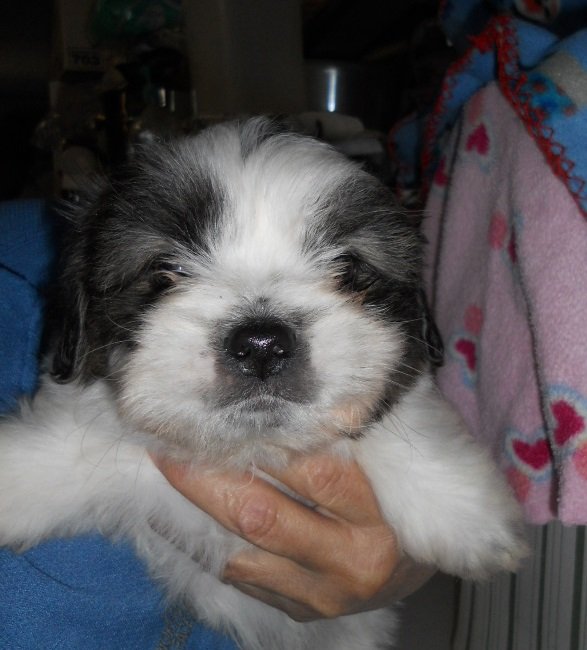 ShihPoo 3rd Male 2.010.20.00.jpg