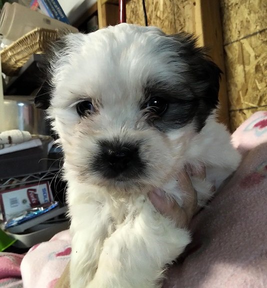 Female ShihPoos Puppies 2.09.2020..jpg