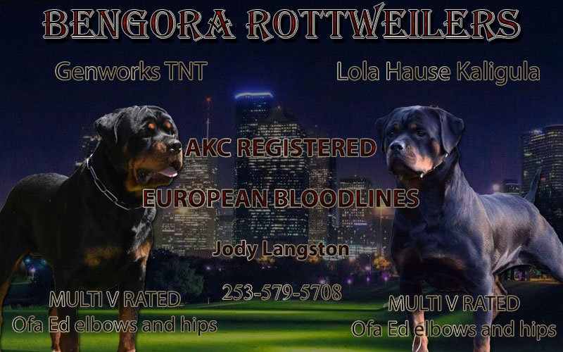 bangora-rottweilers-banner-final.jpg