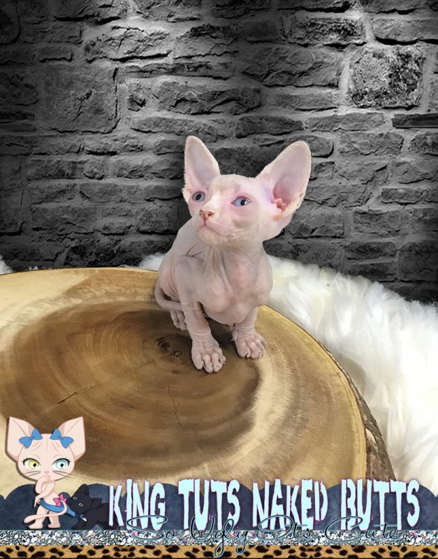 Sphynx kitten - KingTutsNakedButts - female - Kaito - 1a.jpg