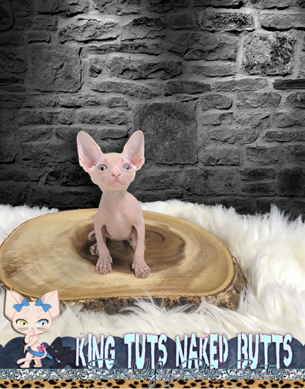 Sphynx kitten - KingTutsNakedButts - male - Shuichi - 1a.jpg