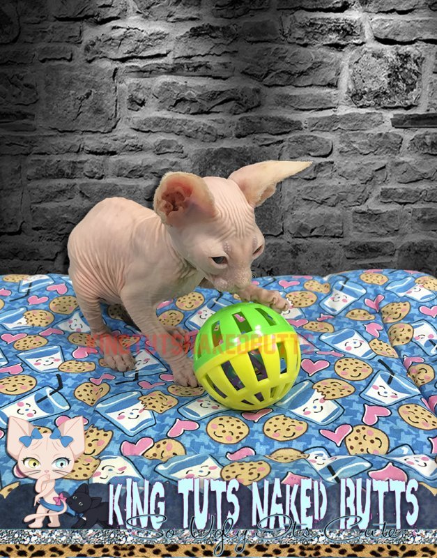 sphynx cats - KingTutsNakedButts -Brayden -1b.jpg