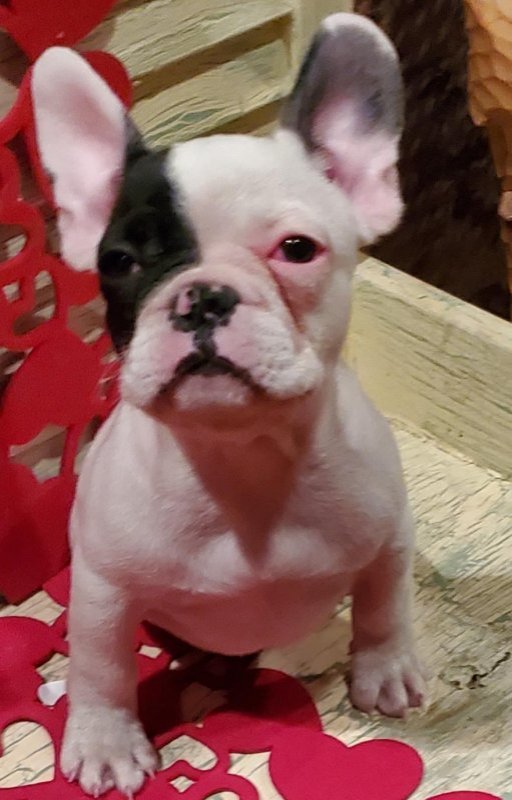 roscoe.jpg roscoe.jpg