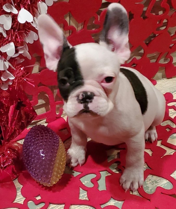 roscoe5.jpg