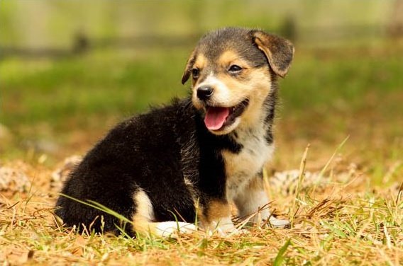 welsh-corgi-pembroke-puppy-picture-08f9595e-7038-4562-b719-6031bad28afc.jpg
