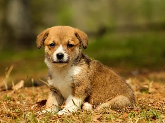 welsh-corgi-pembroke-puppy-picture-9bc63fbe-31e6-4ea6-991a-bb16c5b079a3.jpg