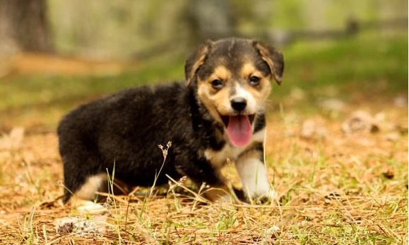 welsh-corgi-pembroke-puppy-picture-20b66bbc-a786-4d97-b42f-2e35e483de64.jpg