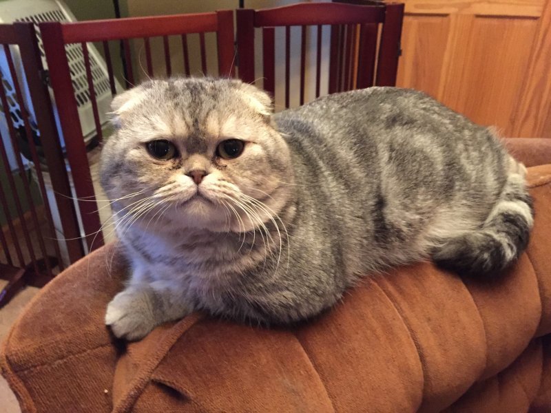 Scottish Fold Kittens for Sale in Westfield, New York