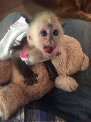 photo_capuchin-marmoset-squirrel-and-spider-monkeys-for-sale_39462177.jpg
