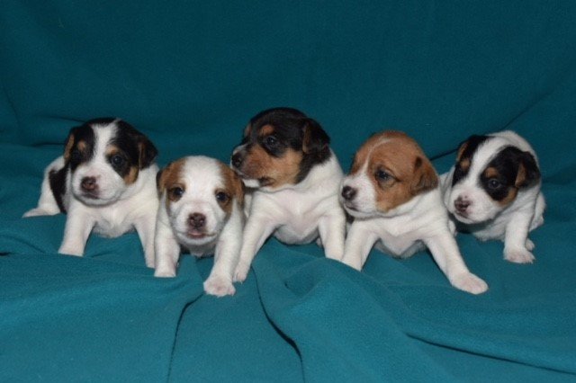 Puppies.jpg