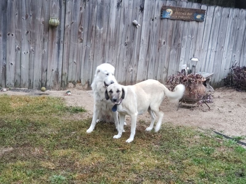 20191211_073001 (3) Cindy and Gab prior to puppies gab kissing her - Copy.jpg