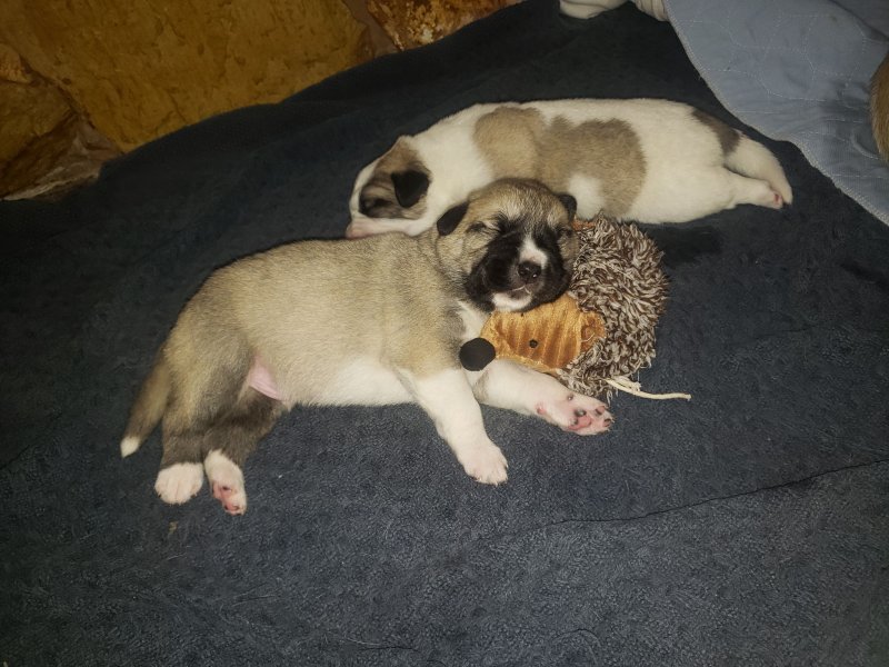 20191227_120107 Puppie on toys a few days old 12 19 - Copy - Copy.jpg